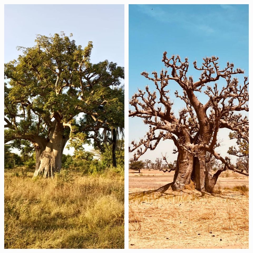 Quelle est la meilleure période pour visiter le Sénégal?