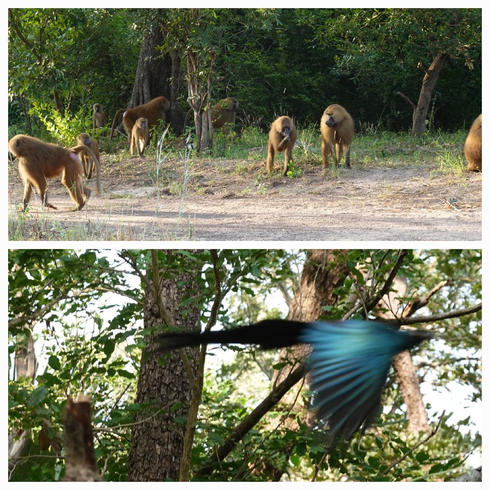 Parc national du Niokolo-Koba